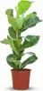 Green boutiQ - Zimmerpflanze - Geigenfeige - Ficus Lyrata - Produktbild-Vorschau 1