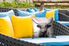 MuchoWow® Outdoor Kissen - Tiere - Schottisches Produktbild-Vorschau 4