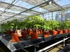 Kaki Baum Bonsai 50 - 60 cm Sorte "Rojo Brilliante" Produktbild-Vorschau 3