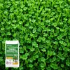 Graines de gazon avec micro-trèfle Pipolina, 10 kg pour 400 Voir les images du produit 16