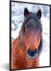MuchoWow® MuchoWow® Gerahmtes Poster Pferd - Winter - Produktbild-Vorschau 1