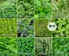 Kräuter-Set (12 Sorten) | Kräutersamen von FLORTUS Produktbild-Vorschau 7