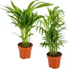 Bloomique - 2er-Set - Dypsis & Chamaedorea - Palme - Produktbild-Vorschau 1