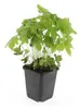 Plante couvre-sol - Géranium - Geranium nodosum - Pot de 9 Voir les images du produit 5