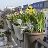Relaxdays Bewässerungskugel 2er Set, dosierte Pflanzen Produktbild-Vorschau 5