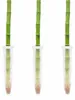3er-Set Glücksbambus gerade- Höhe ca. 50 cm, Topf-Ø 5 cm - Produktbild-Vorschau 4