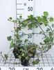 12 x Hedera helix 'Woerner' - Gemeiner Efeu 'Woerner - Topf Produktbild-Vorschau 1