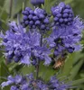 Bartblume ´HEAVENLY BLUE´ 20-30 cm, Cont. 2,5 l Produktbild-Vorschau 5