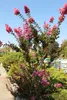 Lagerstroemia indica ‘Lipan’, Indischer Flieder, Produktbild-Vorschau 2