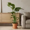 Bloomique - Strelitzia Nicolai - Roślina rajskiego ptaka - Podgląd zdjęcia produktu 3