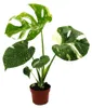 Monstera "Thai-Constellation" - vzorovaný okenný list - Náhľad obrázku produktu 1