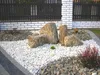 Granit Gartenstein Deko WEISS MARIANNA 8-16mm 20kg Biovita Produktbild-Vorschau 8