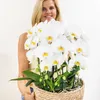 Ensemble « Kolibri Orchidey » : orchidée blanche dans un Voir les images du produit 3