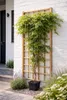 Weißer Blauregen Longissima Alba 180–200 cm – Wisteria Produktbild-Vorschau 3