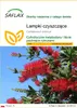 SAFLAX - Lampki czyszczące - 400 Nasiona - Callistemon Podgląd zdjęcia produktu 1