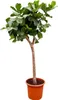 Ficus Lyrata XXL 230cm - Pianta da appartamento extra large Anteprima dell’immagine prodotto 1