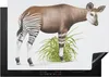 KitchenYeah© Herdabdeckplatte Illustration eines Okapis , Produktbild-Vorschau 1
