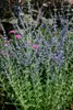 Perovskia atriplicifolia 'Little Spire', Blauraute, Produktbild-Vorschau 4