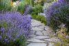 Stauden Gänge 100 x Lavandula angustifolia 'Munstead' -  Produktbild-Vorschau 3