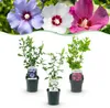 GreenboutiQ - Sträucher - Hibiscus syriacus Tricolour - Produktbild-Vorschau 1
