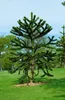 Araucaria araucana, Andentanne, 40–50 cm Produktbild-Vorschau 14