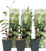 Three potted plants with white flowers and green leaves, displayed in front of packaging with floral imagery. Podgląd zdjęcia produktu