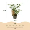 Green boutiQ - Bamboe - Fargesia Asian Wonder - Bladhoudend Voir les images du produit 3