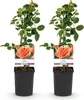 Róza pnaca Rosa Orange Climber, pomaranczowe kwiaty, 2 Podgląd zdjęcia produktu 3