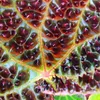 Begonia selvatica - Begonia ferox - pianta dal fogliame Anteprima dell’immagine prodotto 3