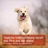 AniForte Hagebuttenpulver für Hunde & Katzen 500g – 100% Produktbild-Vorschau 6