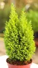 Gelbe Scheinzypresse Chamaecyparis Lawsoniana Ellwoods Gold Produktbild-Vorschau 1