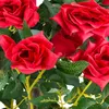 Rosier Rose Plante Artificielle Artificiel avec Floraisons Voir les images du produit 4