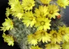 SAFLAX - Kakteen - Mammilaria Mischung - 40 Samen - Produktbild-Vorschau 8