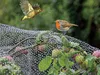 Two birds are on a branch covered with a net and water droplets, with fruit on the branch. Náhled obrázku produktu