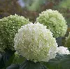 Hortenzie  - Hydrangea 'Incrediball Strong'  | 40–50 cm v Náhľad obrázku produktu 1