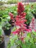 Garten-Blüten-Salbei Rockin Red Flamingo - Salvia hybride Produktbild-Vorschau 1