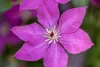 Clematis viticella, Italienische Waldrebe, 60–100 cm, Produktbild-Vorschau 2