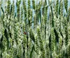 A close-up view of green wheat stalks with a ladybug on one of them. Náhled obrázku produktu