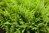 Thuja occidentalis 'Danica', Kugel-Lebensbaum, immergrün, Produktbild-Vorschau 8