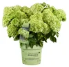 Dehner Bodendecker-Rispenhortensie Groundbreaker® Greeny™, Produktbild-Vorschau 2