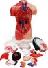 MedMod Anatomický model trupu 45 cm, detailný model Náhľad obrázku produktu 3