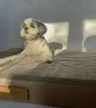 Matelas orthopédique pour chien Dogeste 90x70 cm taille XL Voir les images du produit 13