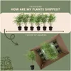 Planten van Frank | 6 bambusplanten | Fargesia rufa | Productafbeelding-voorbeeld 6