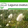 SAFLAX - Tráva z králičieho chvosta / Zamatová tráva - Náhľad obrázku produktu 5