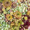 Exotická půdopokryvná rostlina – rozchodník Sempervivum Mix Náhled obrázku produktu 4