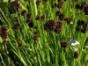 Stauden Gänge 3 x Juncus ensifolius im 1 Liter Topf - Zwerg Produktbild-Vorschau 5