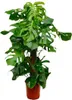Monstera Deliciosa – pyszna monstera – roślina doniczkowa Podgląd zdjęcia produktu 1