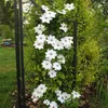 3 x Clematis Kletterplanzen Mix (3 Pflanzen): 3 kaufen/2 Produktbild-Vorschau 12