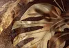 Vlies Fototapete Monstera 400x280 cm Tapeten Wandtapete XXL Produktbild-Vorschau 3