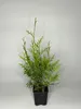 1 Stück, 25-30cm, Topf 9cm, Lebensbaum Thuja occidentalis Produktbild-Vorschau 1